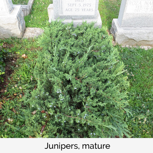 Junipers, mature