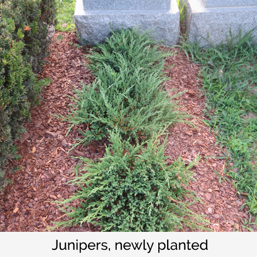 Junipers, newly planted