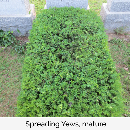 Spreading Yews, mature