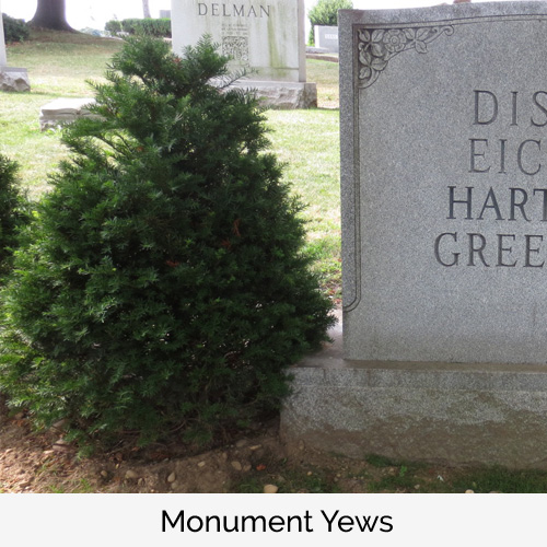 Monument Yews